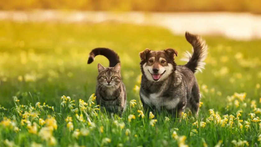 Dog and cat together outdoors, illustrating the importance of rabies vaccination for pets in Michigan.