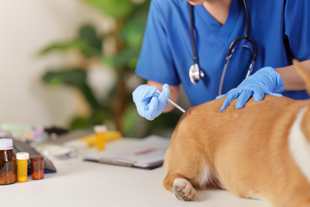 Veterinarian administering a rabies vaccine to a dog during a wellness examination.