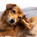 Dog Ear Infection Symptoms: Signs Your Dog Needs Veterinary Care