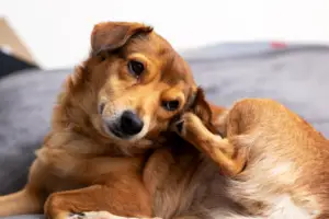 Dog scratching its ear, a possible sign of a dog ear infection.