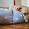 Why Is My Dog Vomiting? Common Causes and When to Call the Vet
