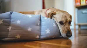 Dog resting on the floor while feeling unwell.