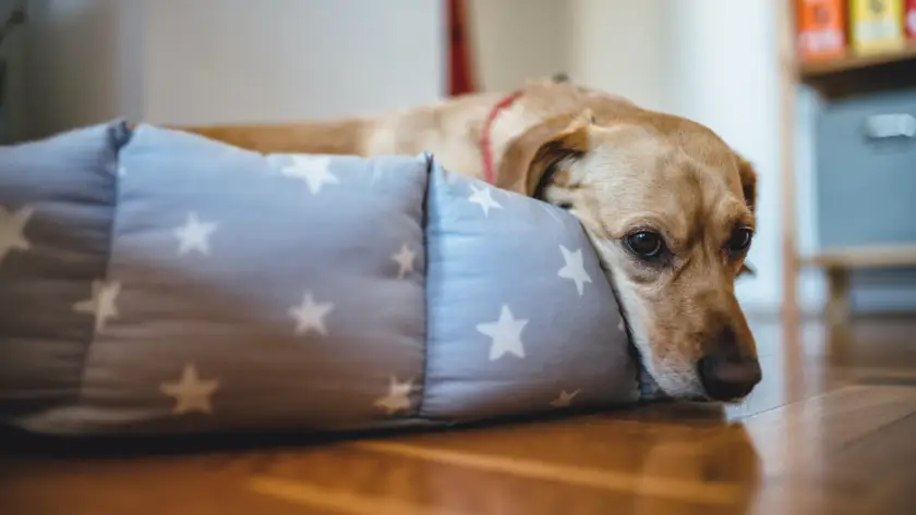 Dog resting on the floor while feeling unwell.