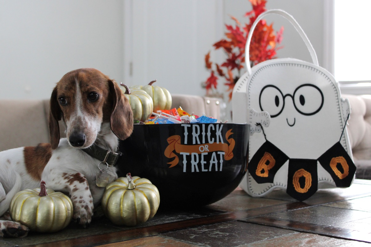 Dog beside a bowl of Halloween candy and pumpkins.