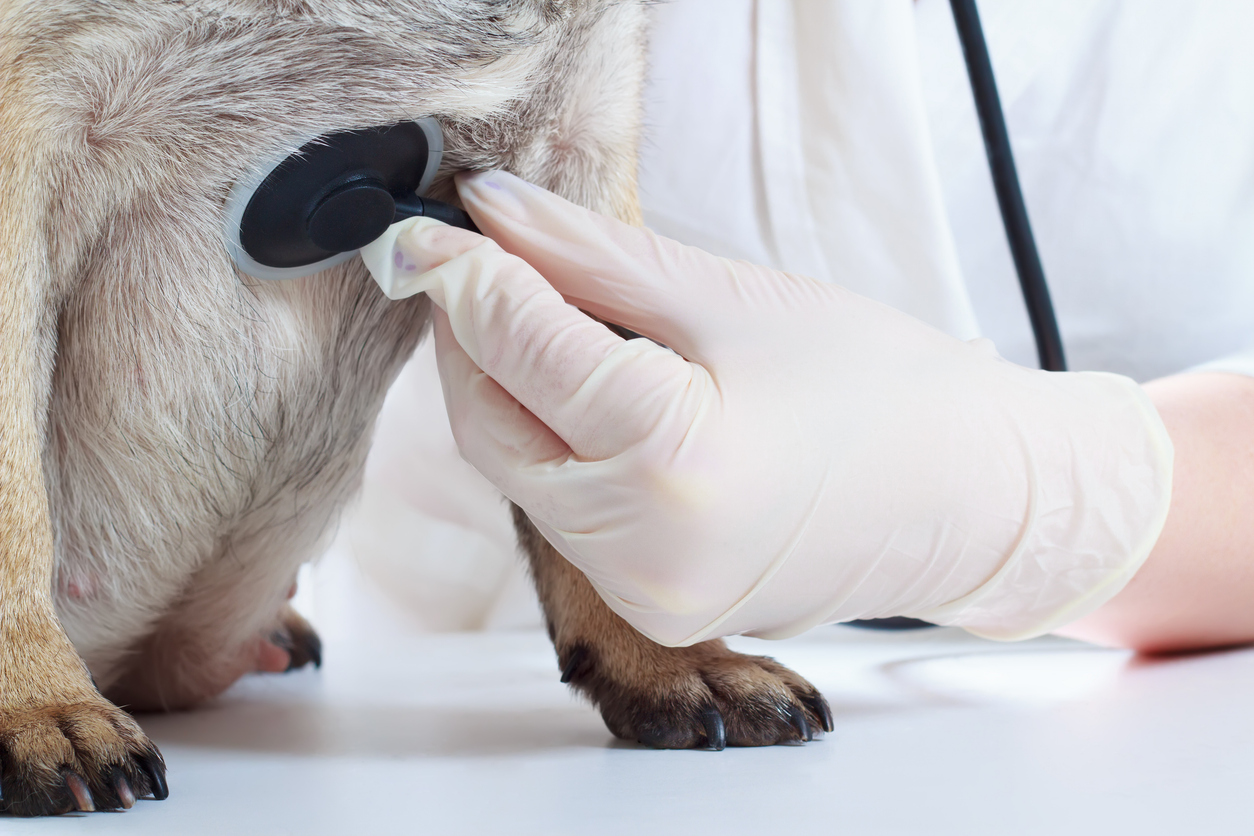 Veterinarian examining a dog with a stethoscope.